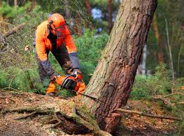  Overlea, MD Tree Removal Pros
