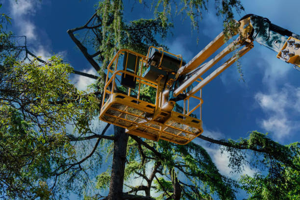 Best Fruit Tree Pruning  in Overlea, MD