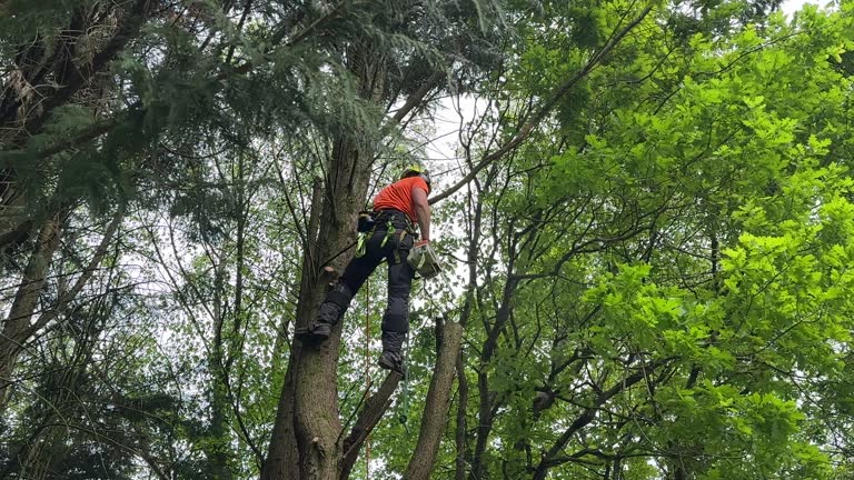 Best Stump Grinding and Removal  in Overlea, MD