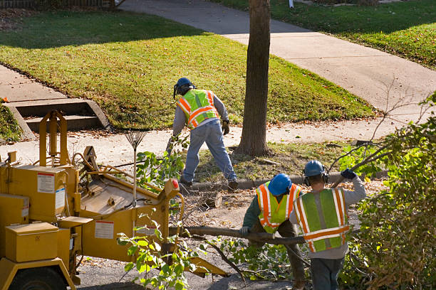 Organic Lawn Care Solutions in Overlea, MD