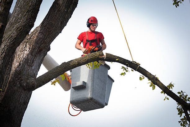 Best Storm Damage Tree Cleanup  in Overlea, MD