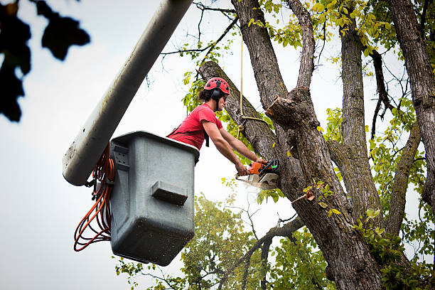 Best Tree Disease Treatment  in Overlea, MD